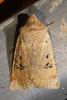 Conistra rubiginosa